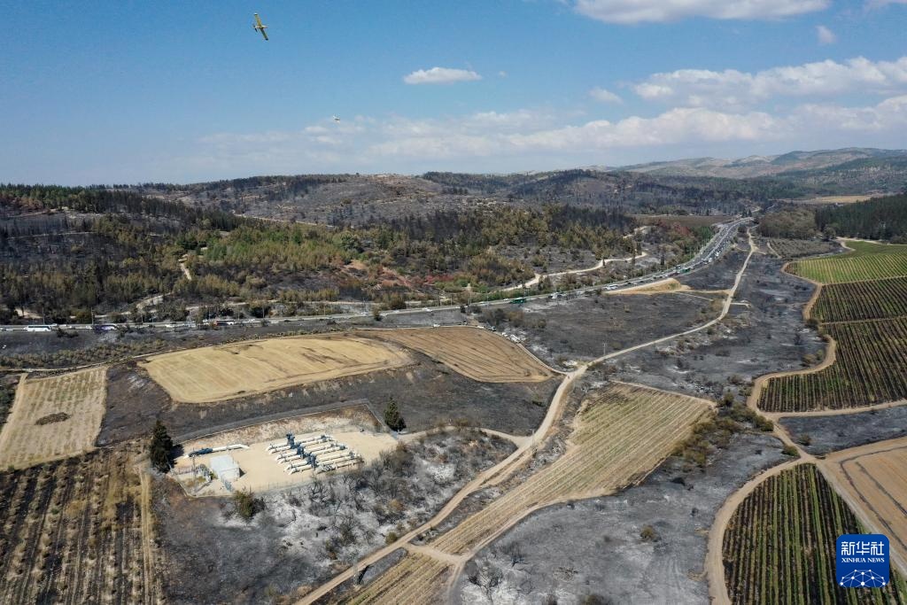 山火过后的耶路撒冷郊区