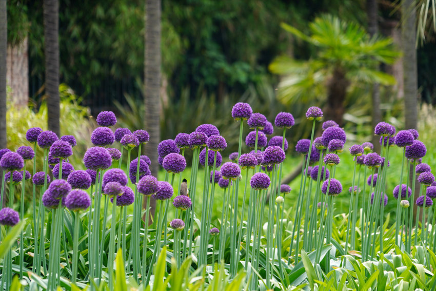葱花味的浪漫，真香！