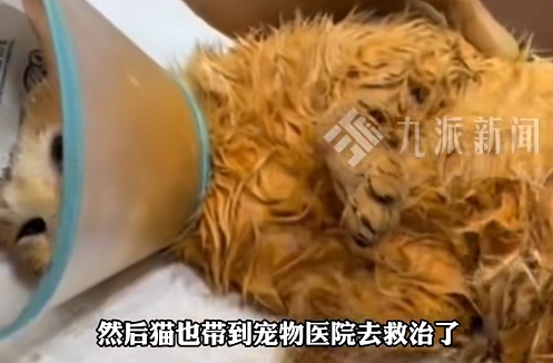 担忧!猫咪掉进露天火锅里,溅伤周围顾客!店家回应 担忧!猫咪掉进露天火锅里,溅伤周围顾客!店家回应