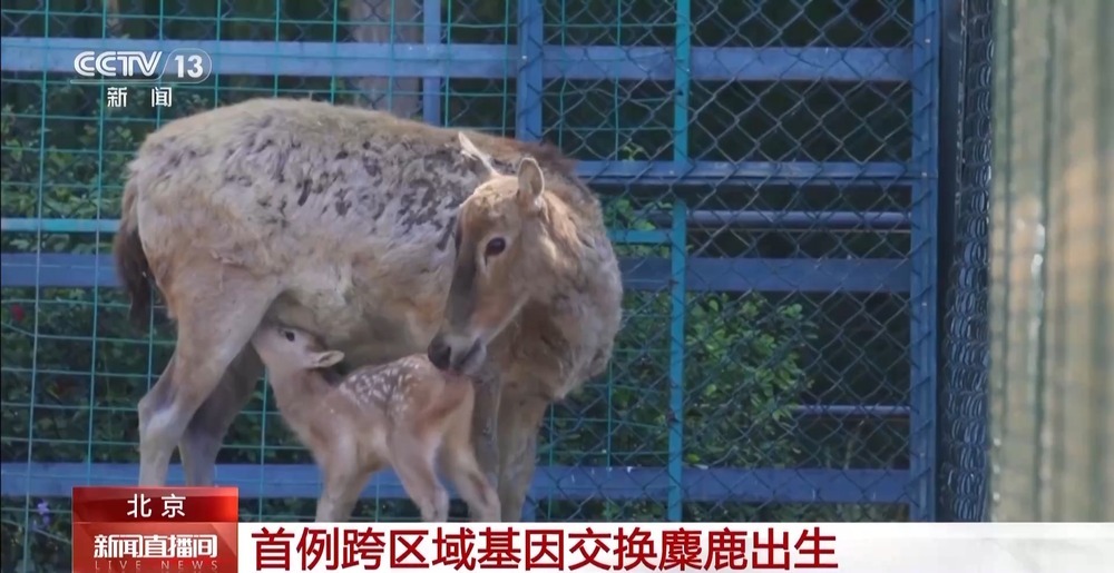 北京、江苏麋鹿种群跨区域“联姻”迎来首只幼崽 健康状况良好