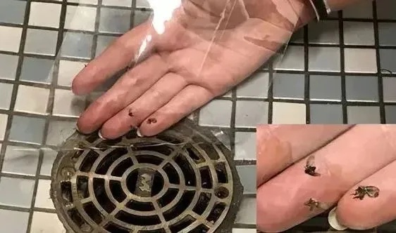 你家卫生间的这种“虫子”,千万不要用手拍 你家卫生间的这种“虫子”,千万不要用手拍