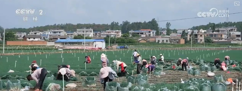 假日“菜篮子”供销两旺 各类时蔬抢“鲜”出海闯出“大市场”