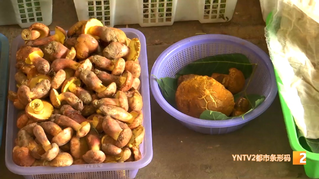菌子冒头!打头阵的来了,关键是价格降到…… 菌子冒头!打头阵的来了,关键是价格降到……
