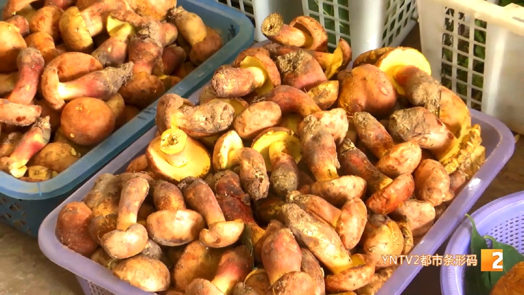 菌子冒头!打头阵的来了,关键是价格降到…… 菌子冒头!打头阵的来了,关键是价格降到……