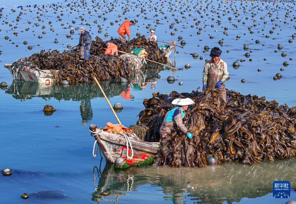 山东荣成：海带丰收满船舱