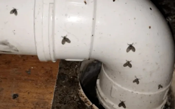 你家卫生间的这种“虫子”,千万不要用手拍 你家卫生间的这种“虫子”,千万不要用手拍