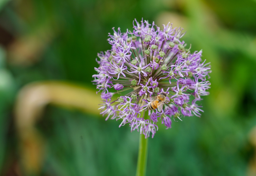 葱花味的浪漫，真香！