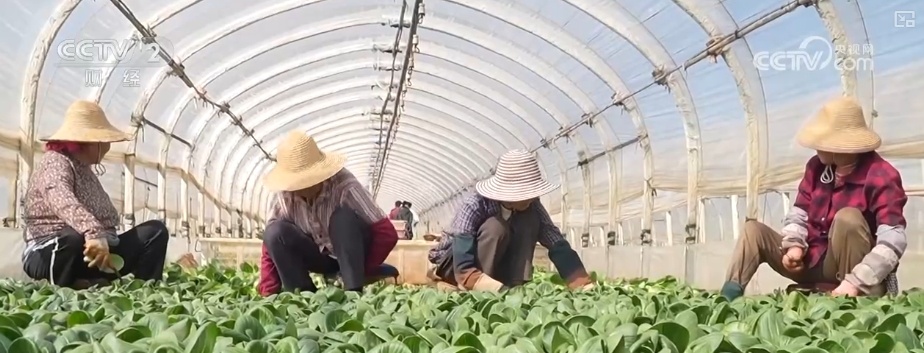 假日“菜篮子”供销两旺 各类时蔬抢“鲜”出海闯出“大市场”