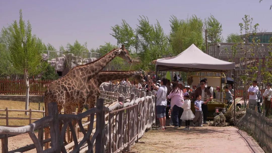百年铁桥游人如织,特色景区人气满满!“五一”兰州文旅市场热力攀升 百年铁桥游人如织,特色景区人气满满!“五一”兰州文旅市场热力攀升