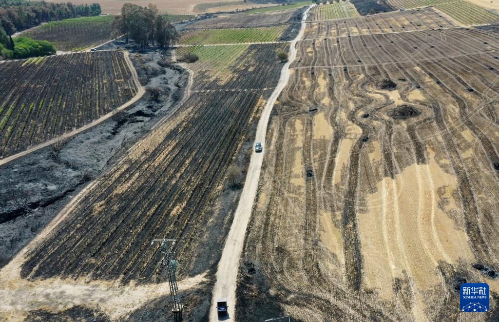 山火过后的耶路撒冷郊区