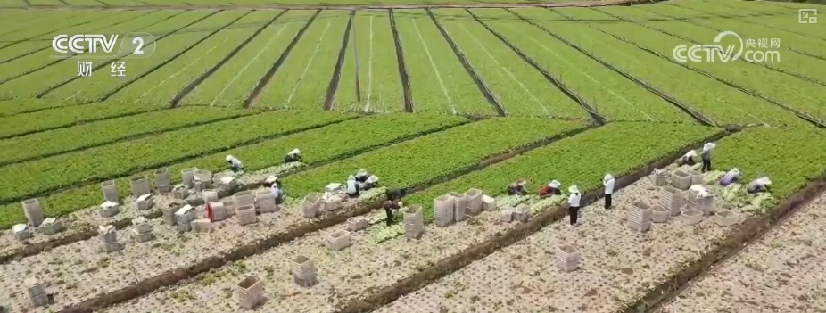 假日“菜篮子”供销两旺 各类时蔬抢“鲜”出海闯出“大市场”