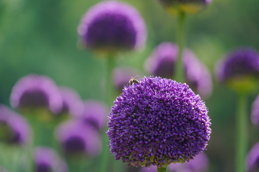 葱花味的浪漫，真香！