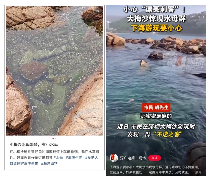 立即远离！海边遇到这种“塑料袋”，千万别碰