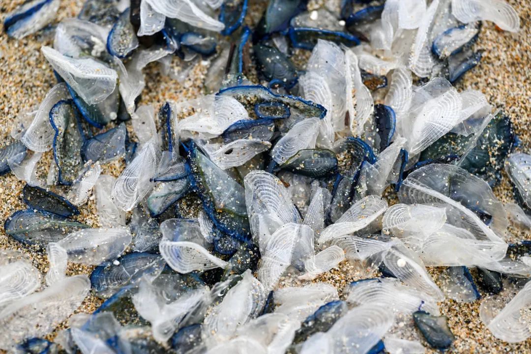 立即远离！海边遇到这种“塑料袋”，千万别碰