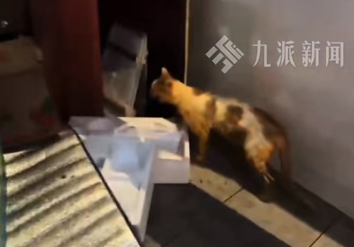 猫咪掉进露天火锅，烫伤9名食客！店主做法获怒赞→