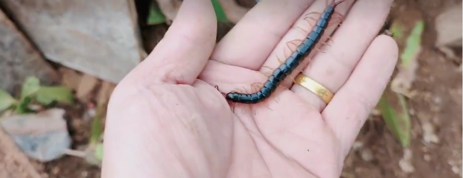 紧急提醒！“五一” 出游，千万别被这东西盯上！