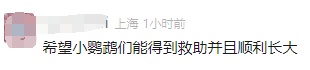 广州海关在曲奇罐中查获136枚濒危鸟蛋，100枚已孵化出呆萌小鹦鹉