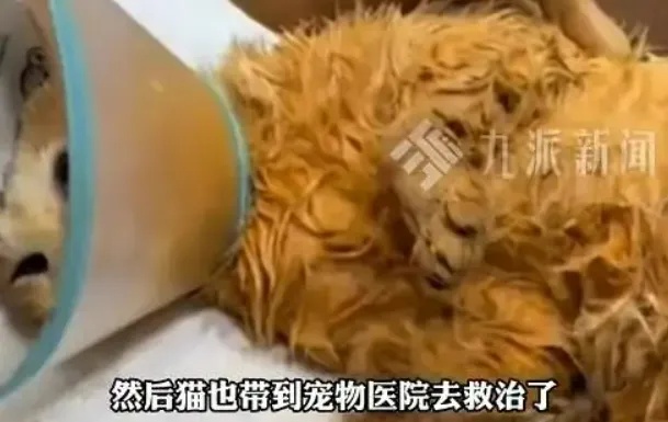 猫咪掉进露天火锅，烫伤9名食客！进展：已装上雨棚→