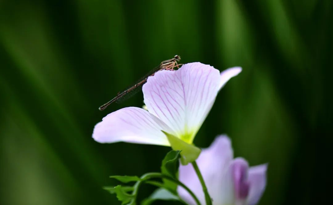 今日立夏，要做这些事！