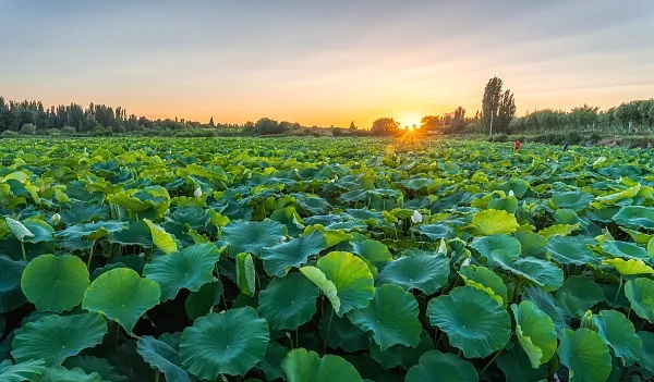 风暖昼长，万物并秀，今日立夏