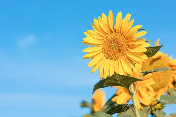 风暖昼长，万物并秀，今日立夏