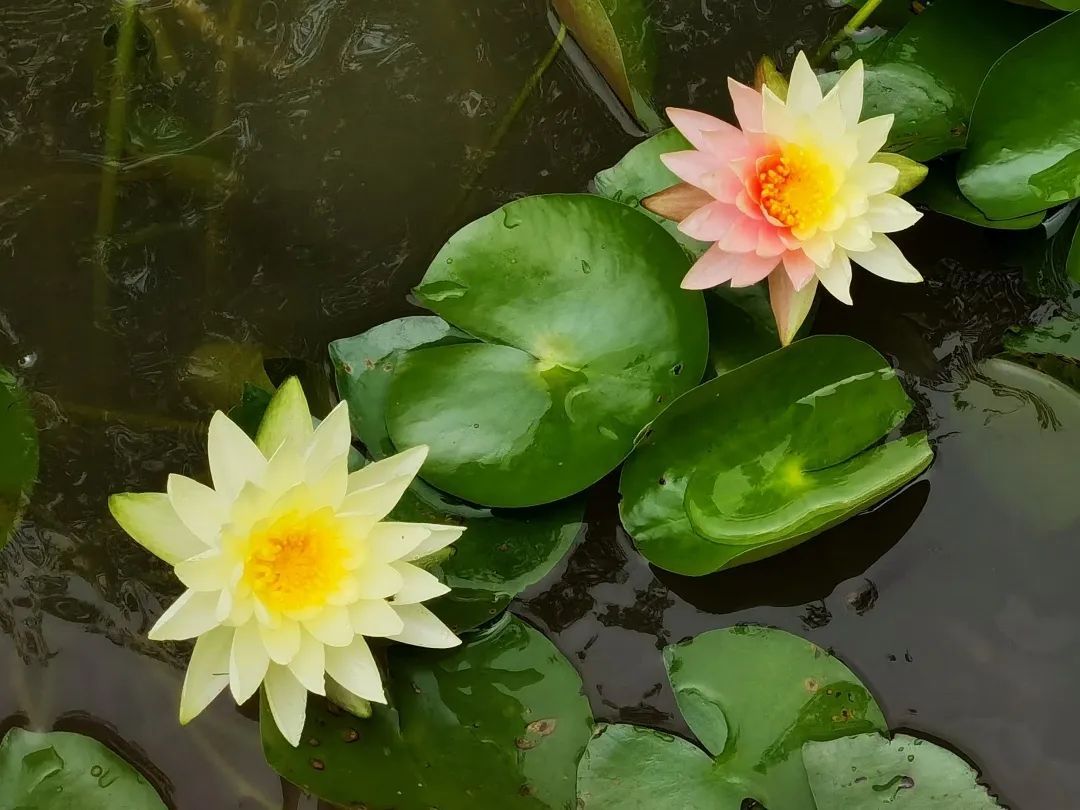 极为罕见！广州一植物园双色睡莲限时绽放，仅72小时
