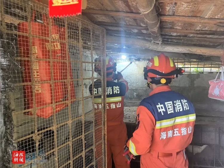 蟒蛇偷吃农家鸡，海南消防迅速抓捕