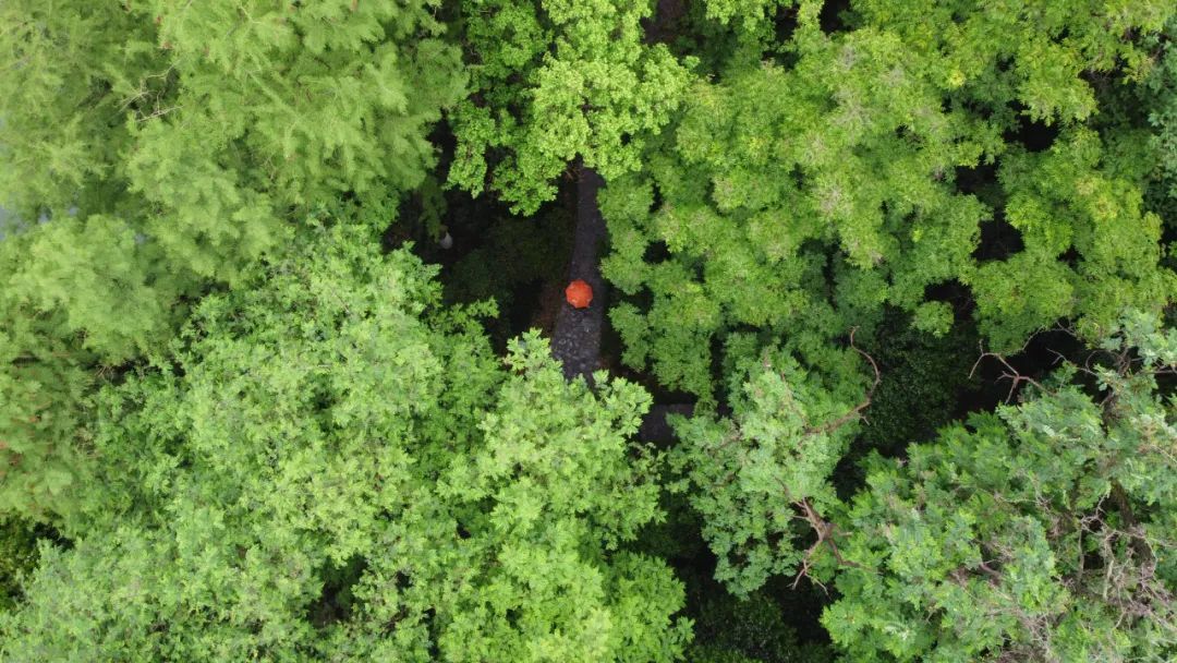 今日立夏，要做这些事！