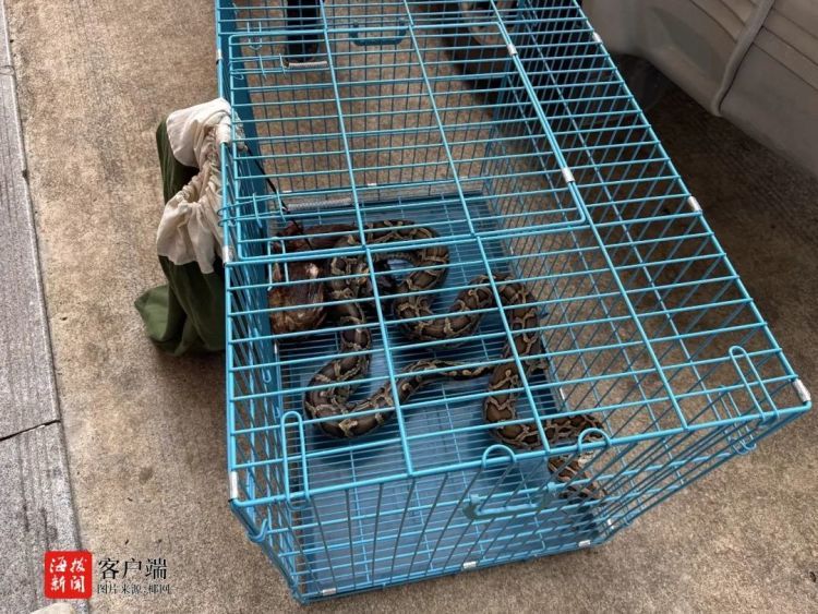 蟒蛇偷吃农家鸡，海南消防迅速抓捕