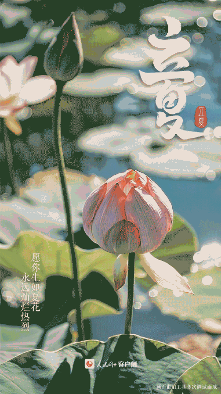 立夏至接好运莲莲！