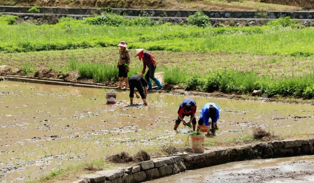 价格“腰斩”,大量上市!柳州人:根本停不下来…… 价格“腰斩”,大量上市!柳州人:根本停不下来……