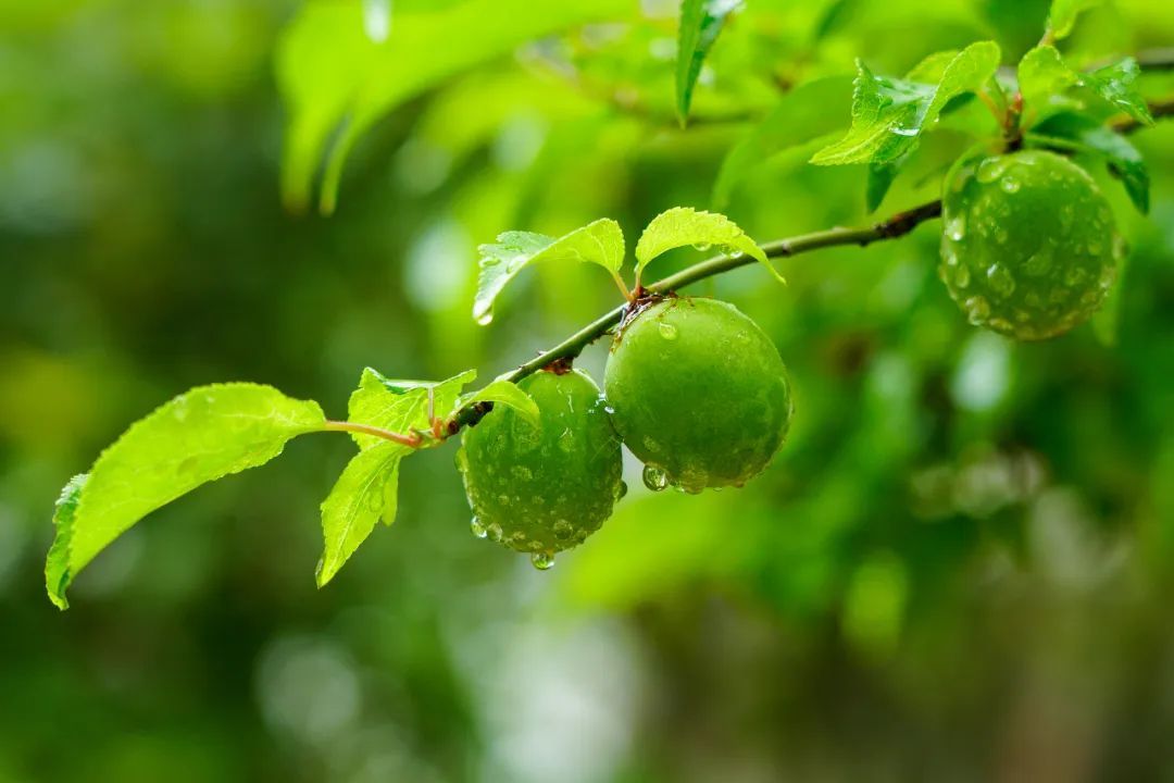今日立夏，要做这些事！