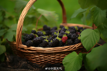 立夏尝鲜指南 全国瓜果地图解锁时令甜蜜带