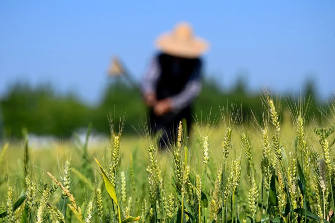 今日立夏，要做这些事！