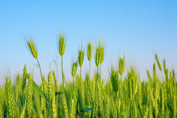 风暖昼长，万物并秀，今日立夏