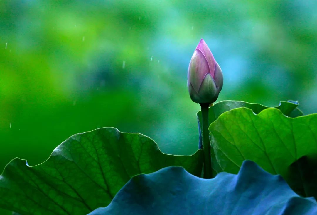 今日立夏，要做这些事！