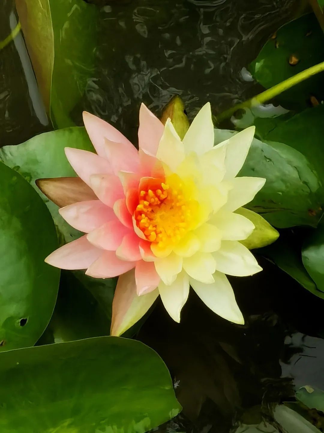 极为罕见！广州一植物园双色睡莲限时绽放，仅72小时