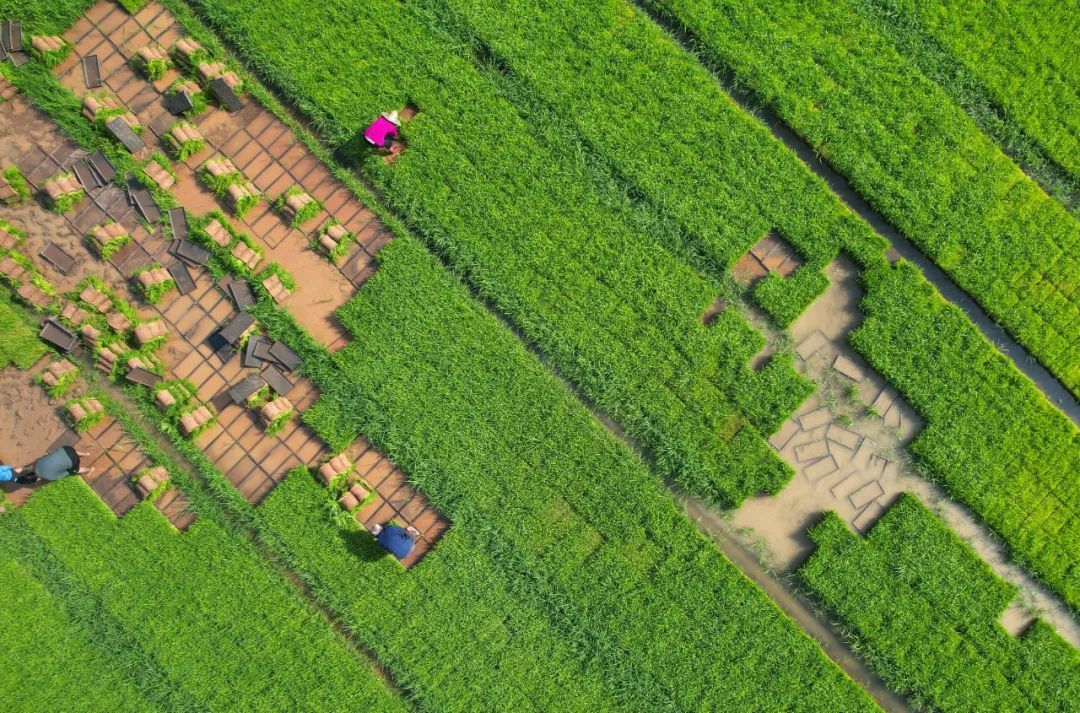 今日立夏，要做这些事！