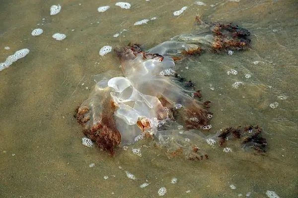 在海边看到这些“塑料袋”，千万别碰！