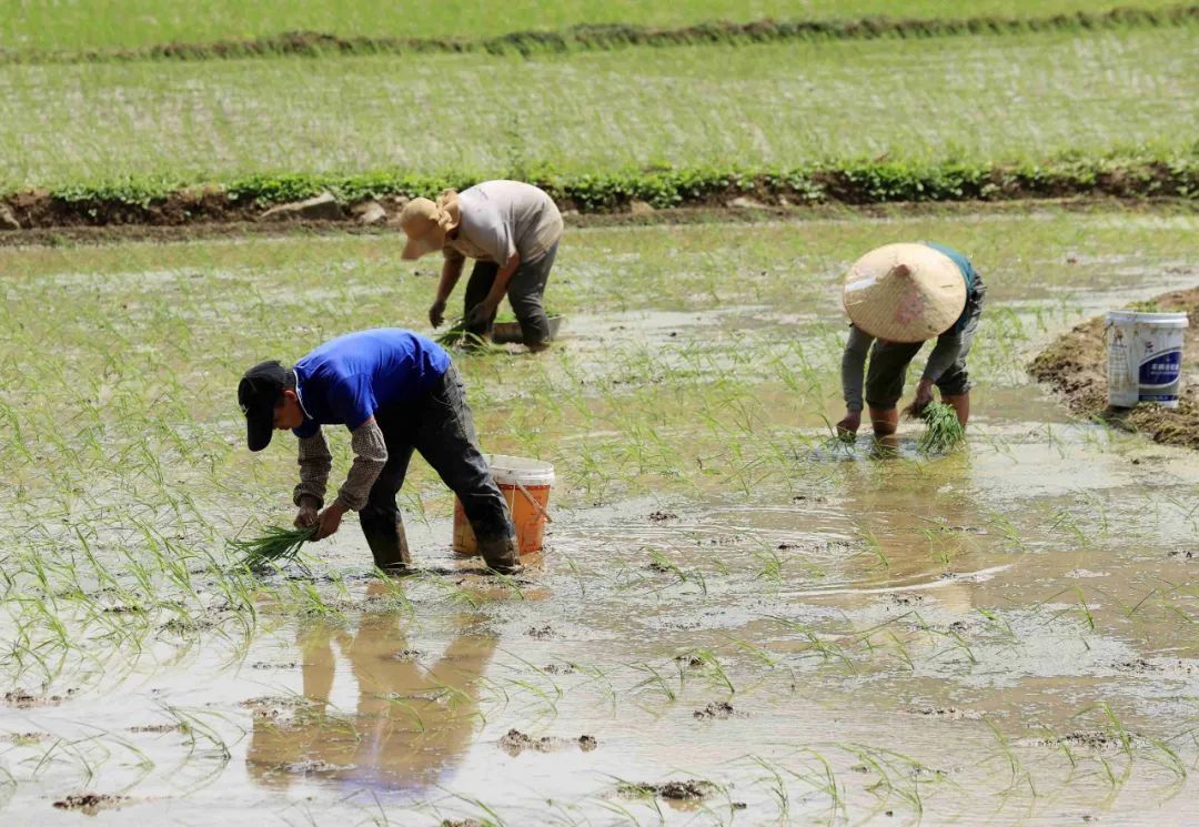 价格“腰斩”,大量上市!柳州人:根本停不下来…… 价格“腰斩”,大量上市!柳州人:根本停不下来……