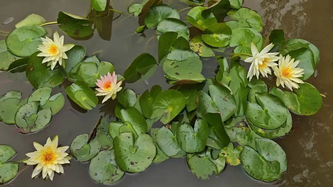 极为罕见！广州一植物园双色睡莲限时绽放，仅72小时