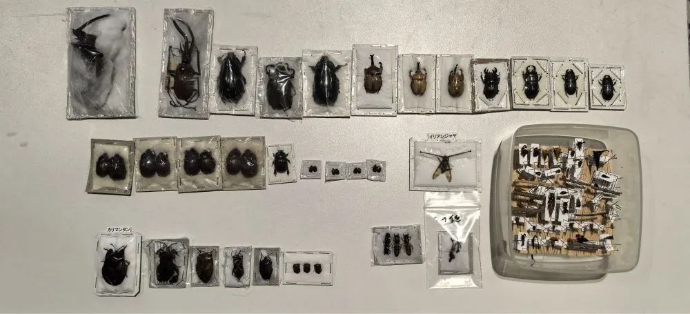 携带昆虫标本入境被查获！海关提醒