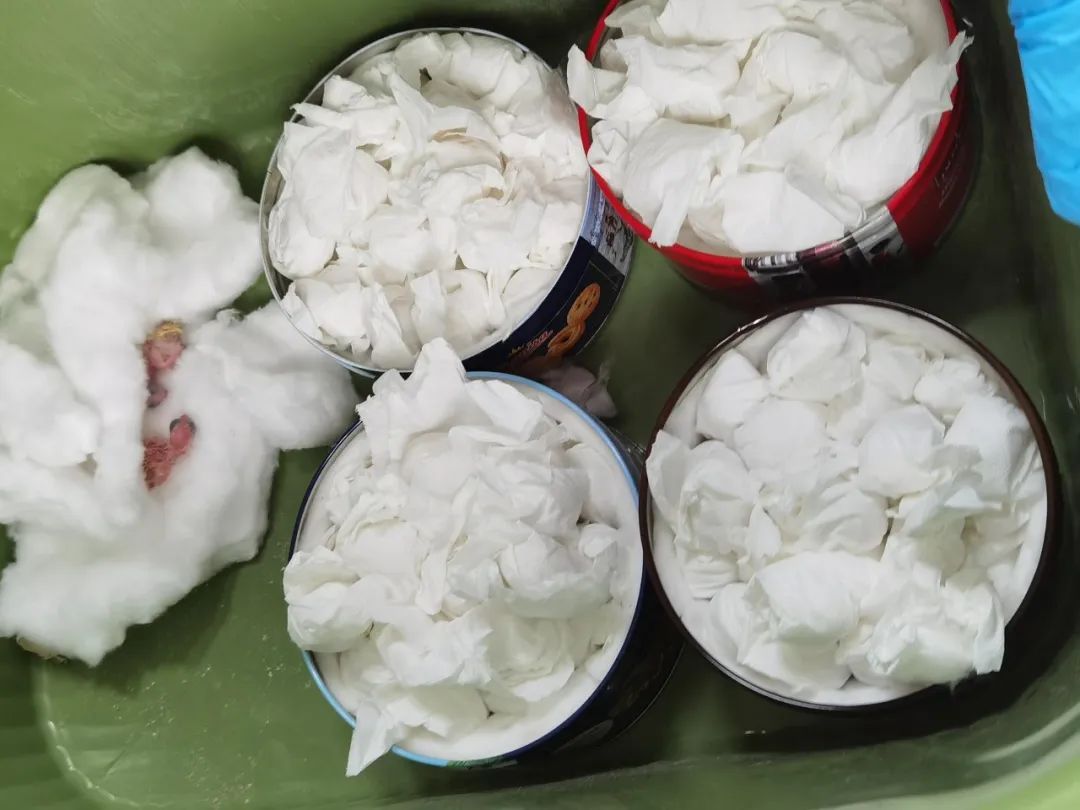 广州海关查获濒危鸟蛋，有的已孵出小鹦鹉