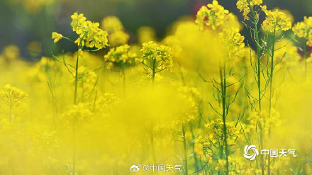 北京北坞公园油菜花进入盛花期 风景美如画