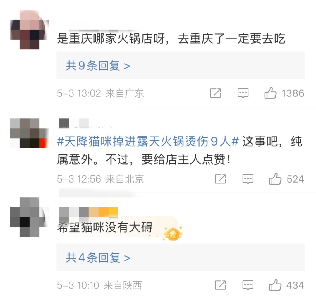 凌晨病情突然恶化，网红猫咪“五一”已确认死亡