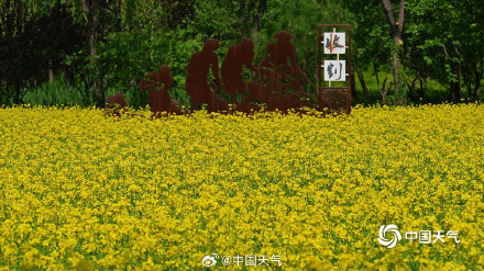北京北坞公园油菜花进入盛花期 风景美如画