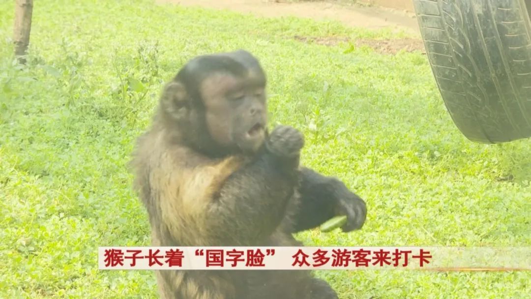 “国字脸很新奇！”合肥野生动物园这只猴子火了