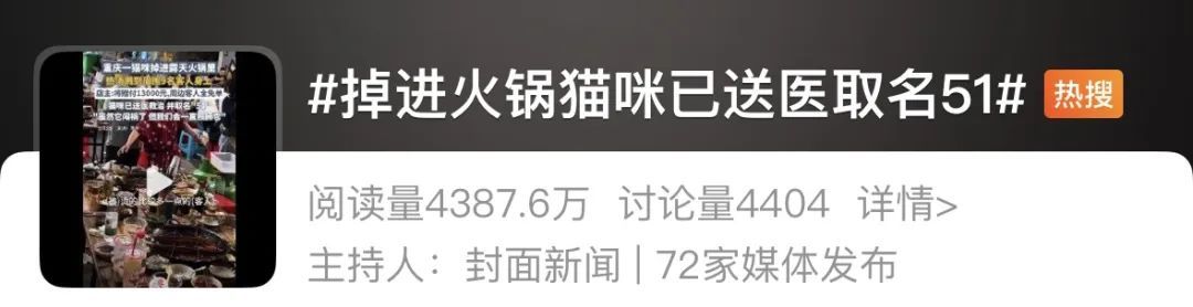 凌晨病情突然恶化，网红猫咪“五一”已确认死亡