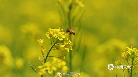 北京北坞公园油菜花进入盛花期 风景美如画