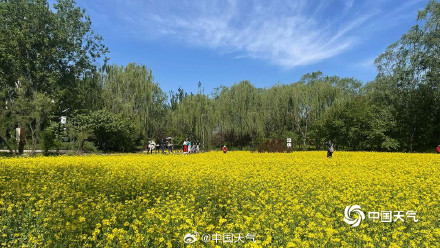 北京北坞公园油菜花进入盛花期 风景美如画